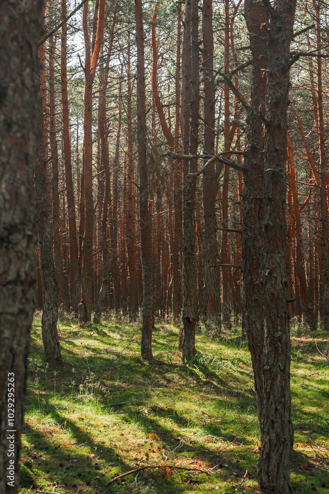 Fototapeta premium A beautiful forest with pine trees, smooth tree trunks in rows.