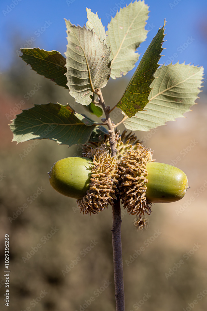 Acorn is a hard, clawed fruit of the oak tree that grows in Turkey, with a closed and oval stem and an open section, and a chestnut-like nut called apelid inside.