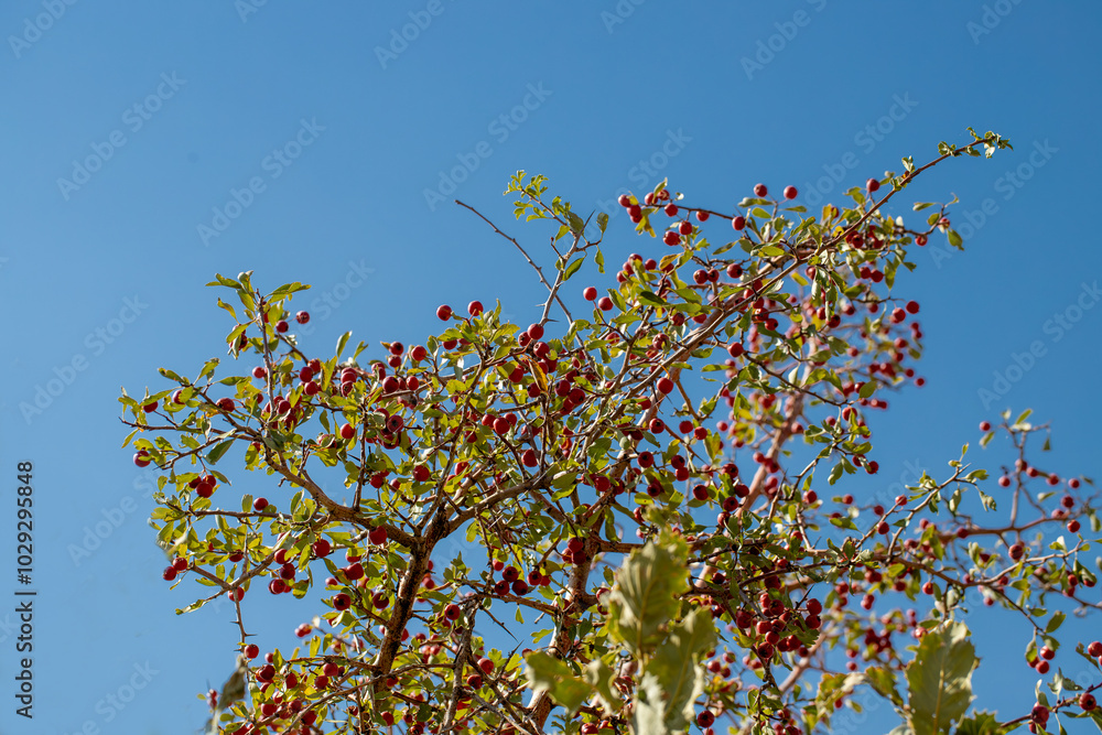 Red hawthorn fruit grown naturally in the mountains.