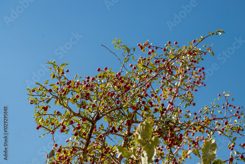 Obraz na płótnie Red hawthorn fruit grown naturally in the mountains. w salonie