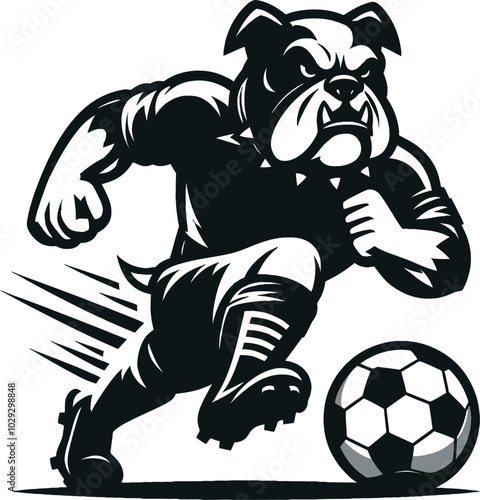 bull dog playing football with white background