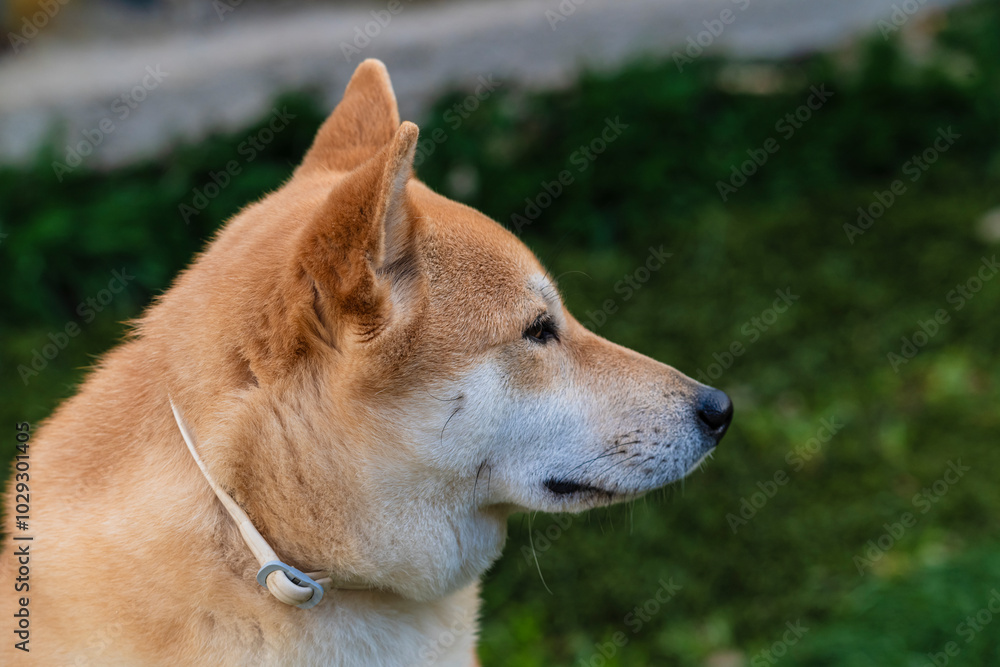 Playful photograph of the Shiba Inu, with the energy, elegance and character of this iconic Japanese breed,