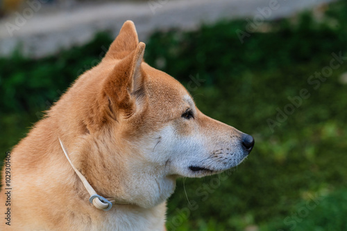 Playful photograph of the Shiba Inu, with the energy, elegance and character of this iconic Japanese breed,