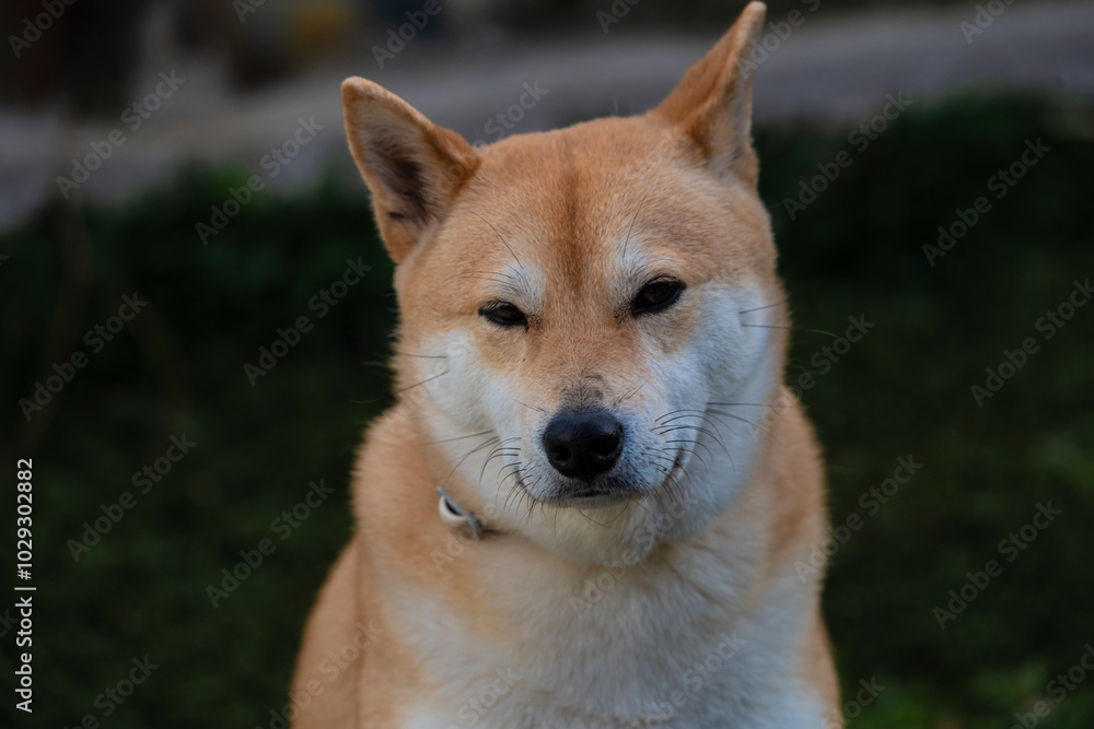 Playful photograph of the Shiba Inu, with the energy, elegance and character of this iconic Japanese breed, Playful photograph of the Shiba Inu, with the energy, elegance and character of this iconic Japanese breed,