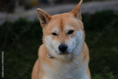 Playful photograph of the Shiba Inu, with the energy, elegance and character of this iconic Japanese breed,