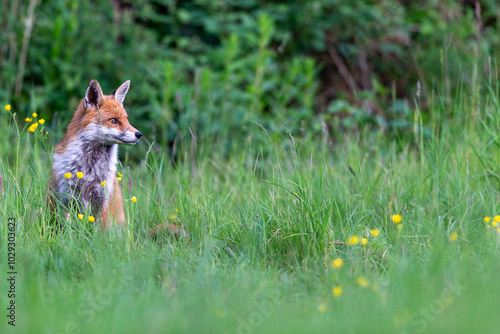 Photographs of UK Foxes