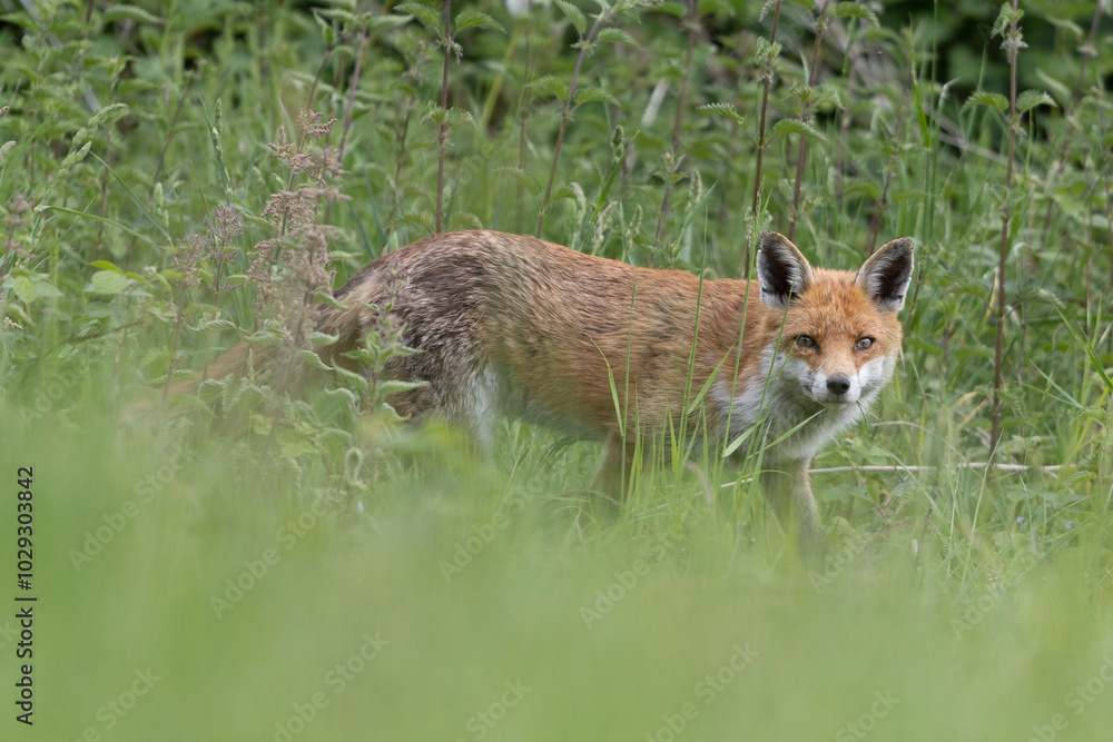 Photographs of UK Foxes Photographs of UK Foxes