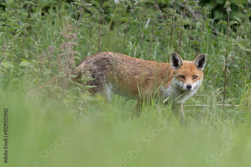 Photographs of UK Foxes