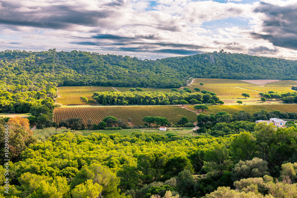 Obraz premium Nature and fields on the island of Porquerolles, in the Var, in Provence, France