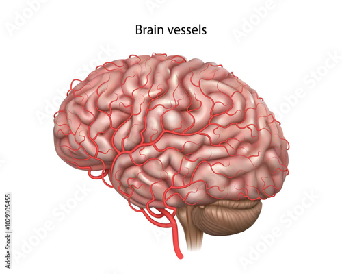 Brain vessels. Isolated vector illustrationя
