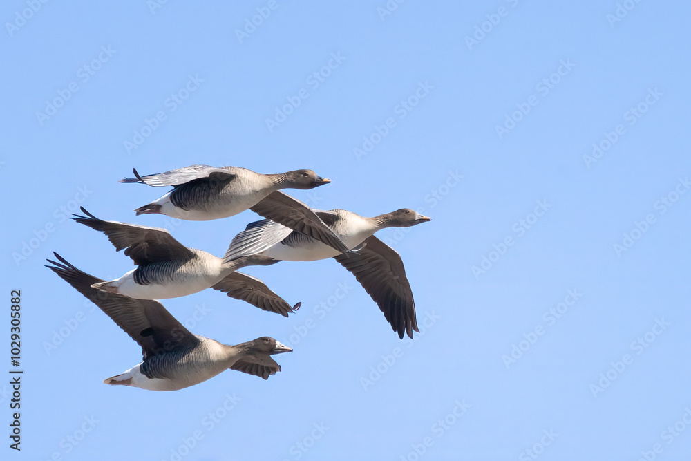 Obraz premium Bean Goose