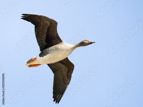 Bean Goose photo