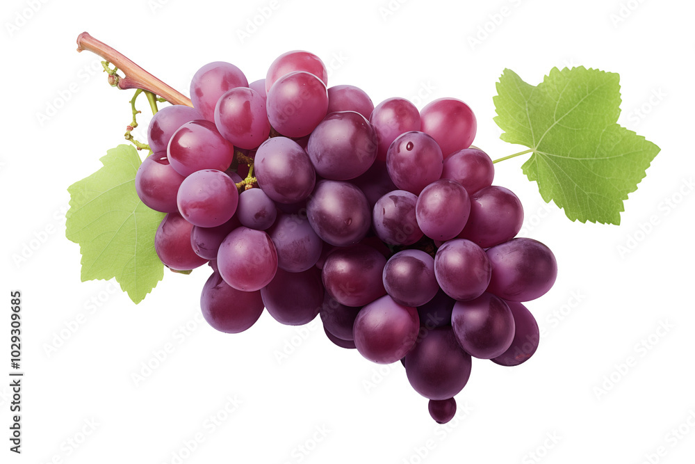 Fototapeta premium Red grape on transparent background. PNG cutout. Wine related themes. Wine professions. Oenologist. Wine shop. Buying and selling wine. Images for graphic designers. Isolated wine. Image for website