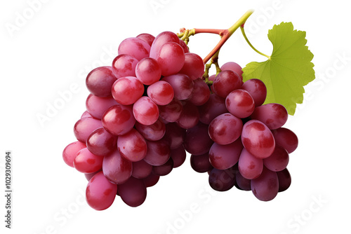 Red grape on transparent background. PNG cutout. Wine related themes. Wine professions. Oenologist. Wine shop. Buying and selling wine. Images for graphic designers. Isolated wine. Image for website photo