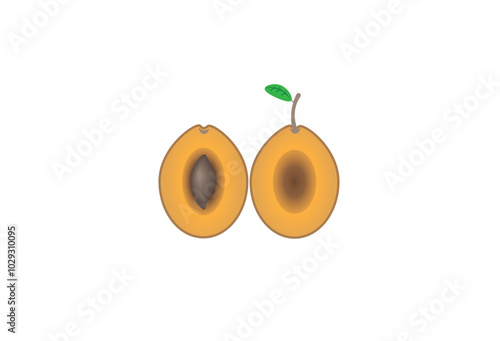 Vector illustration of two halves of apricot