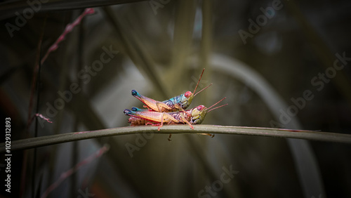 close up of a pair of mating grasshoppers photo