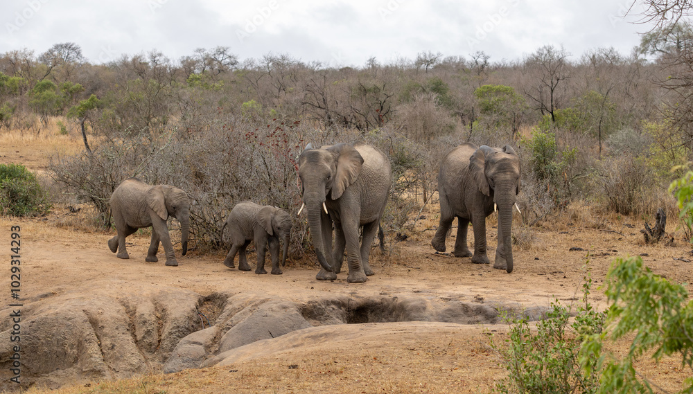 Fototapeta premium elephants in the savannah, South Africa