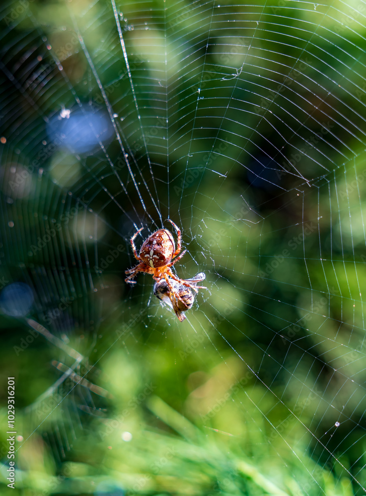 Spider Catching Prey- Capture the moment a spider catches its prey in its web, vertical photo. A spider centered on its intricate web against a blurred green background. Spider Catching Prey- Capture the moment a spider catches its prey in its web, vertical photo. A spider centered on its intricate web against a blurred green background.