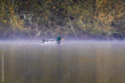 Male duck, anas platyrhynchos animal swimming on lake with fog. Czech wildlife background