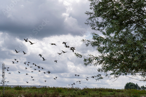 goose immigration migration group flock of birds