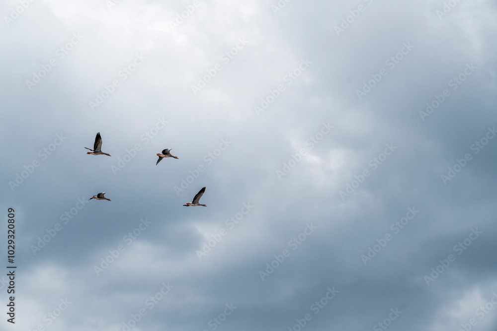 goose immigration migration group flock of birds goose immigration migration group flock of birds