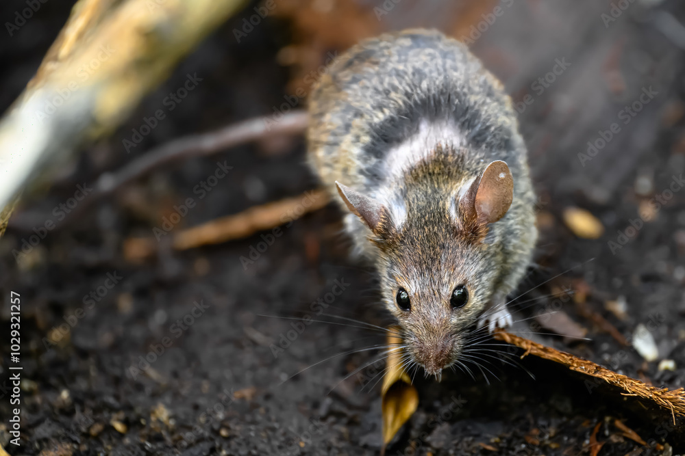 House Mouse (Mus musculus) Searching for Food House Mouse (Mus musculus) Searching for Food
