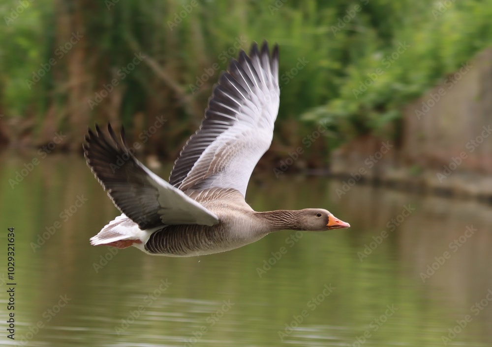 Greylag Goose in flight after take off. Greylag Goose in flight after take off.