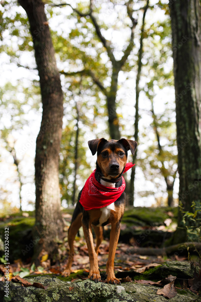 Dog With Red Bandana Standing In A Forested Area Dog With Red Bandana Standing In A Forested Area