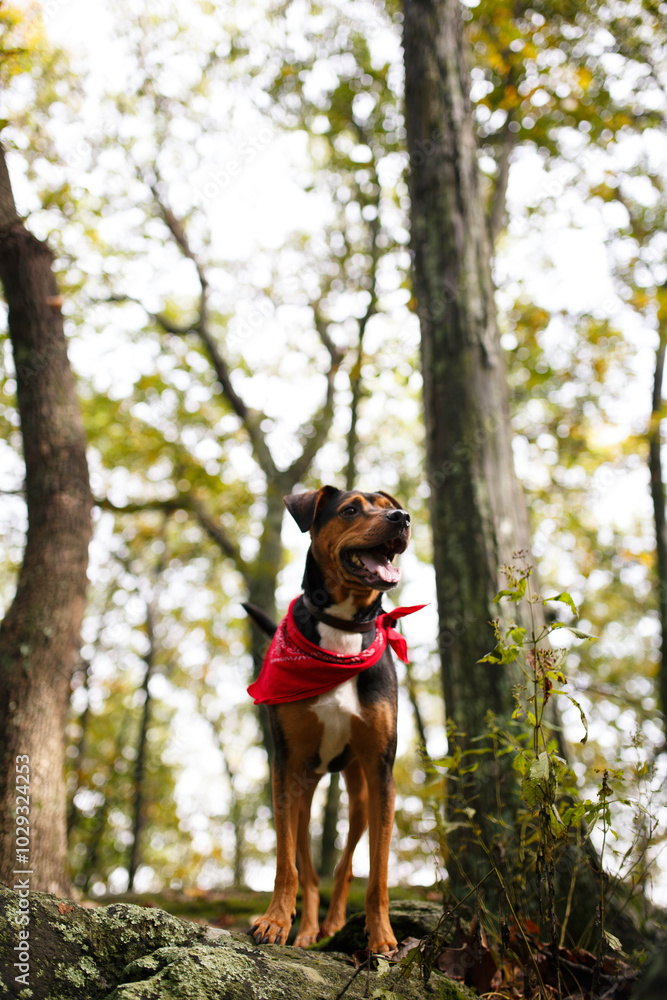 Happy Dog In Forest With Vibrant Greens And Trees. Happy Dog In Forest With Vibrant Greens And Trees.