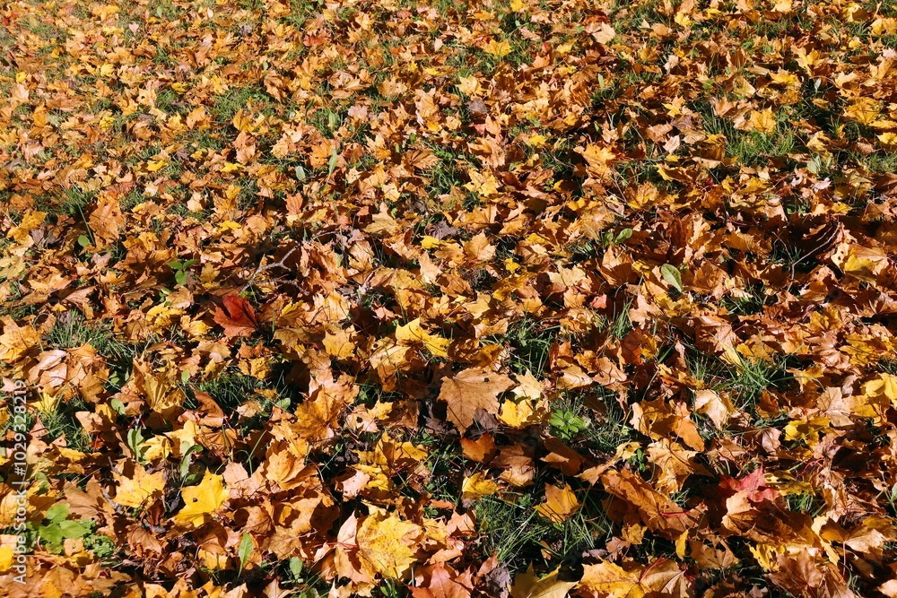 autumn leaves in the park autumn leaves in the park
