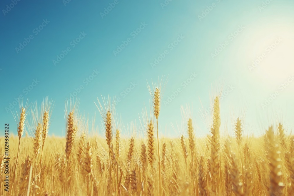 Serenity Found in Golden Wheat Fields Serenity Found in Golden Wheat Fields