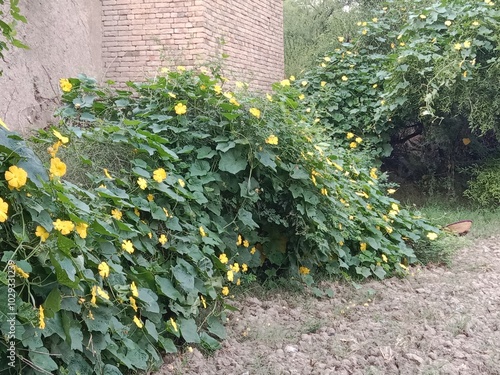 luffa cylindrica green field with flower or sponge gourd leaves with flower in the garden  photo