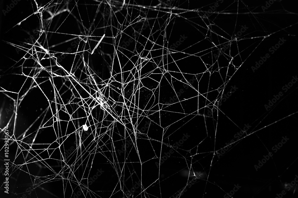 cobweb on a dark background cobweb on a dark background