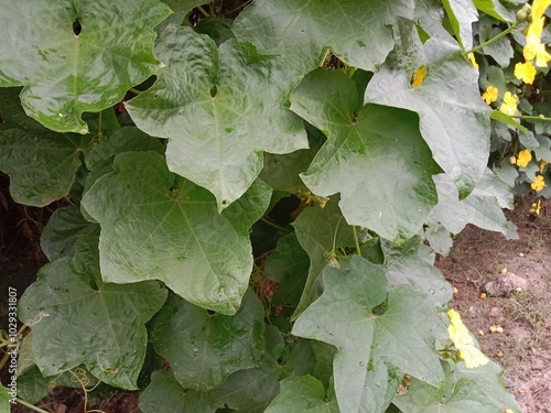 luffa cylindrica green field with flower or sponge gourd leaves with flower in the garden  photo