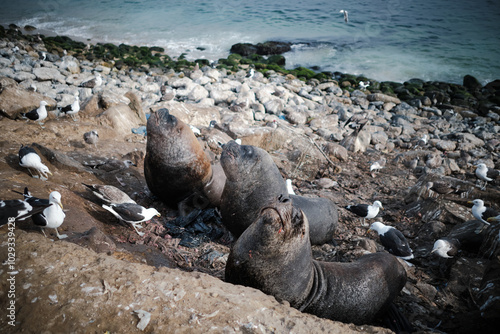 Lobos marinos y gaviotas