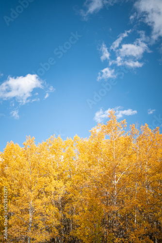 Autumn colour with blue sky