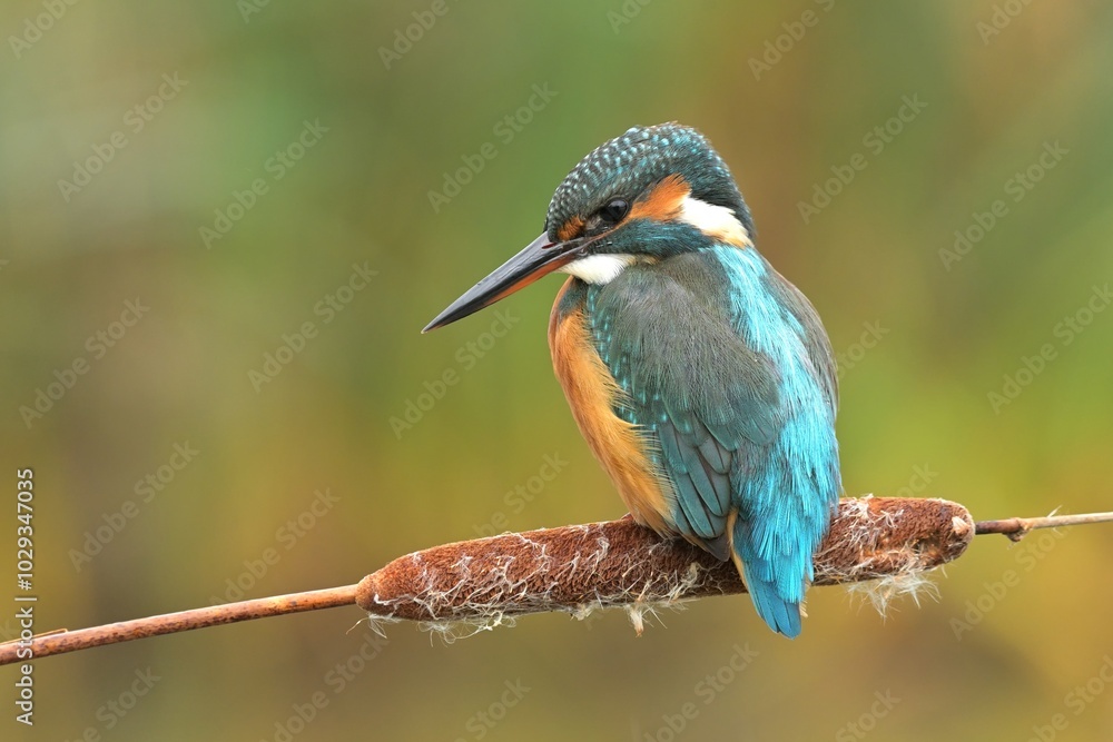 Common kingfisher Alcedo atthis bird songbird wildlife nature predator cock o the north, beautiful animal mountain finch, animal, bird watching ornithology, flower bud fauna wildlife Europe Common kingfisher Alcedo atthis bird songbird wildlife nature predator cock o the north, beautiful animal mountain finch, animal, bird watching ornithology, flower bud fauna wildlife Europe