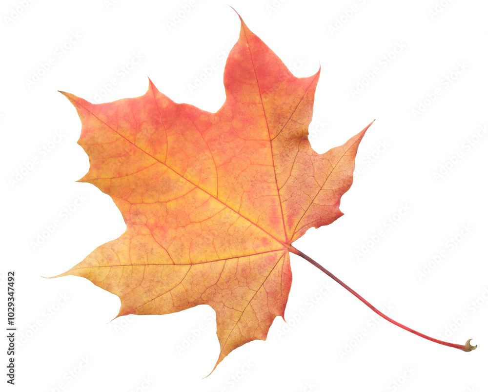 A leaf of a maple tree is shown in full color. The leaf is red and has a slightly brownish tint. The leaf is positioned on a white background, which makes the leaf stand out and appear more vibrant A leaf of a maple tree is shown in full color. The leaf is red and has a slightly brownish tint. The leaf is positioned on a white background, which makes the leaf stand out and appear more vibrant