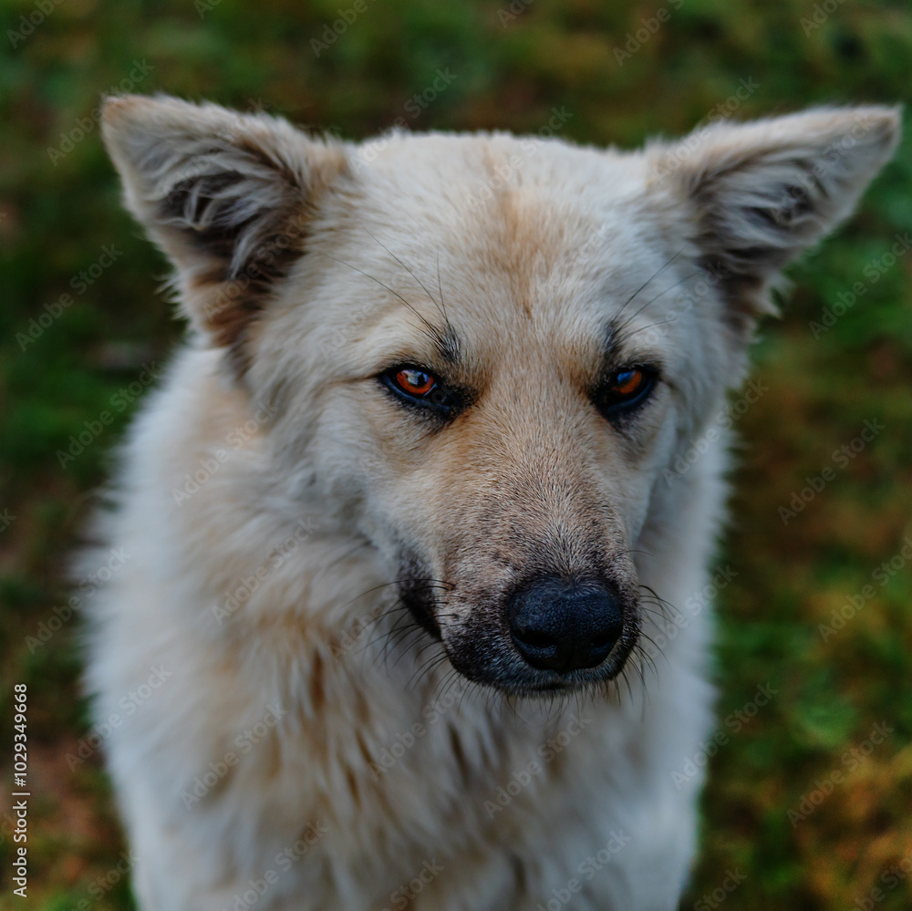 A dramatic portrait of a shaggy mongrel dog of dirty white color, who sits on the dirty grass and looks askance with bright eyes. Twilight. Square format. A dramatic portrait of a shaggy mongrel dog of dirty white color, who sits on the dirty grass and looks askance with bright eyes. Twilight. Square format.