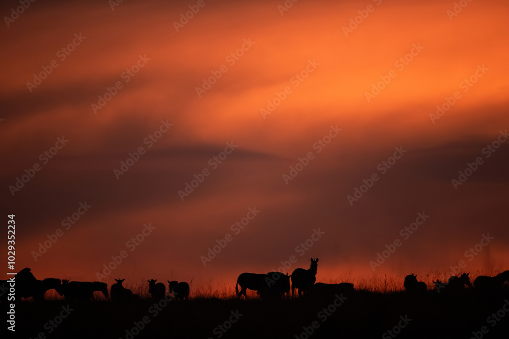 Silhouette of Zebras during sunrise in Masai Mara Silhouette of Zebras during sunrise in Masai Mara