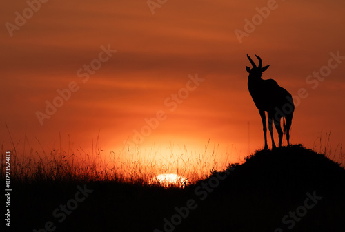 Silhouette of Topi and sunrise at Masai Mara, Kenya photo