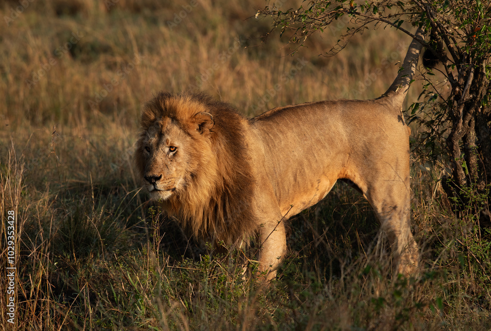 A Lion marking its territiry during morning hours in Savanah, Masai Mara, Kenya A Lion marking its territiry during morning hours in Savanah, Masai Mara, Kenya