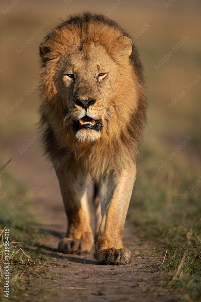 A royal walk of a Lion during morning hours in Savanah, Masai Mara, Kenya A royal walk of a Lion during morning hours in Savanah, Masai Mara, Kenya