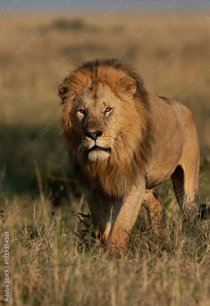A Lion on walk during morning hours in Savanah, Masai Mara, Kenya A Lion on walk during morning hours in Savanah, Masai Mara, Kenya