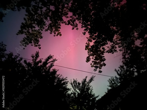 The aurora borealis, northern lights, paints the sky with pink and purple hues, framed by dark silhouettes of trees, creating a serene and picturesque outdoor moment. photo