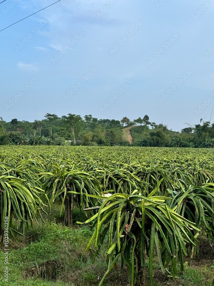 Greeb dragon field Greeb dragon field