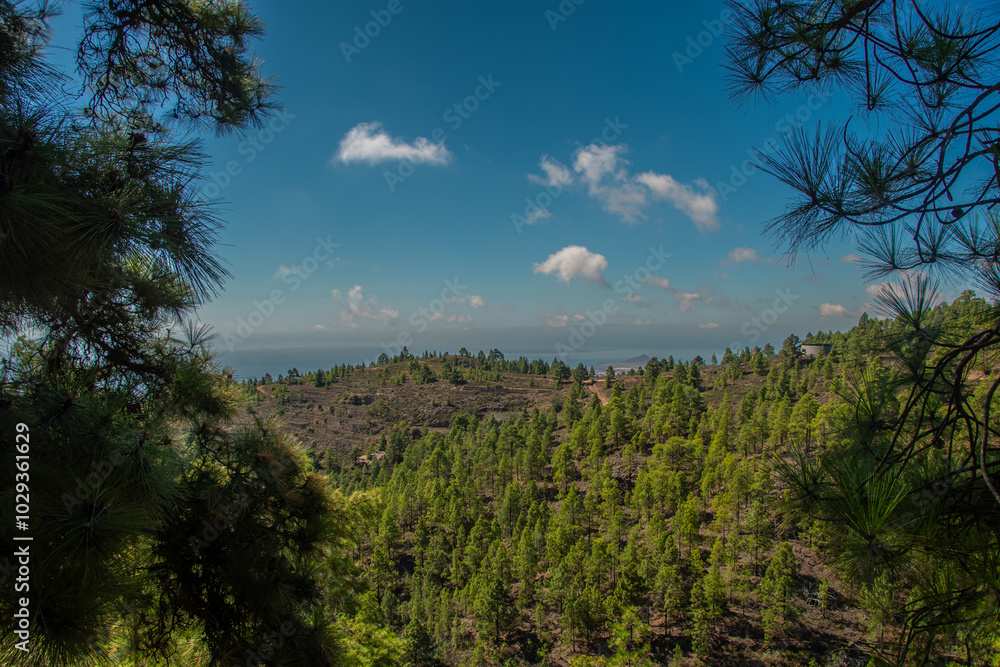 The view of the pine forests around 
