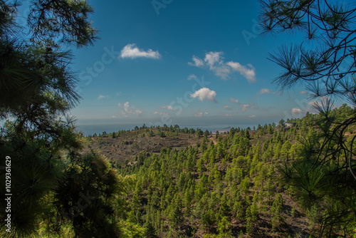 Obraz na płótnie The view of the pine forests around