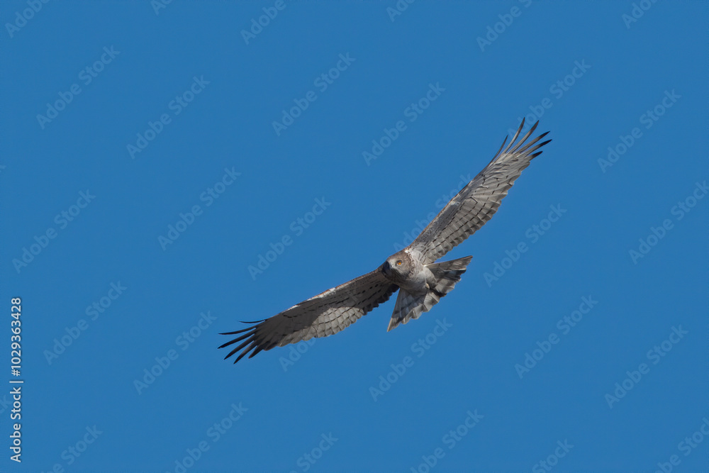 Fototapeta premium short-toed snake eagle (Circaetus gallicus), a medium-sized bird of prey at Jorbeer carcass dump in Rajasthan, India