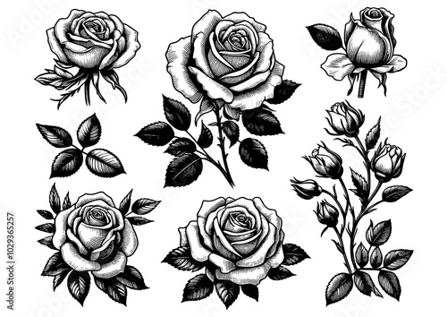 Set of various roses and leaves, tattoo design, elegance and beauty of classic floral designs sketch engraving generative ai PNG illustration. Scratch board imitation. Black and white image photo